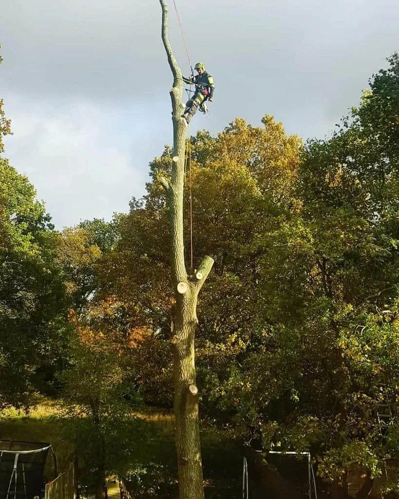 This is a photo of an operative from Bishop's Stortford Tree Surgeons felling a tree. He is at the top of the tree with climbing gear attached about to remove the top section of the tree.
