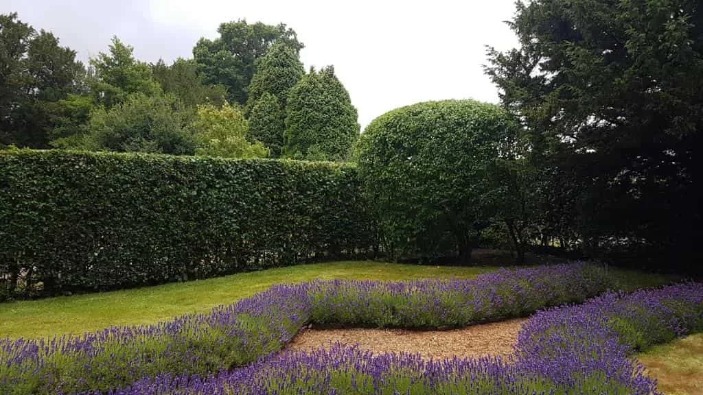 This is a photo of a garden hedge that has just been trimmed by Bishop's Stortford Tree Surgeons