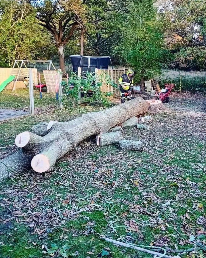 This is a tree laying on the ground of a garden that has just been felled by the operatives from Bishop's Stortford Tree Surgeons