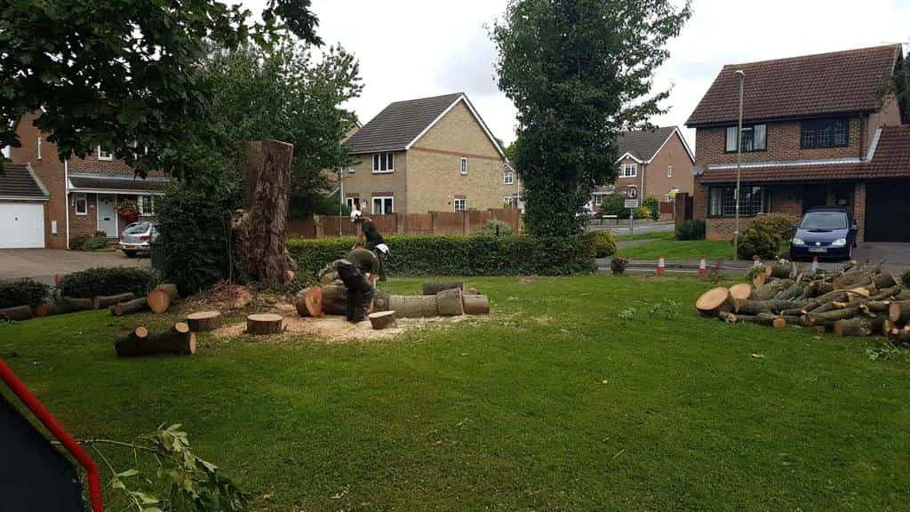 This is a photo of a tree that has been cut into sections on a communal area, and is now being removed from site. Works undertaken by Bishop's Stortford Tree Surgeons