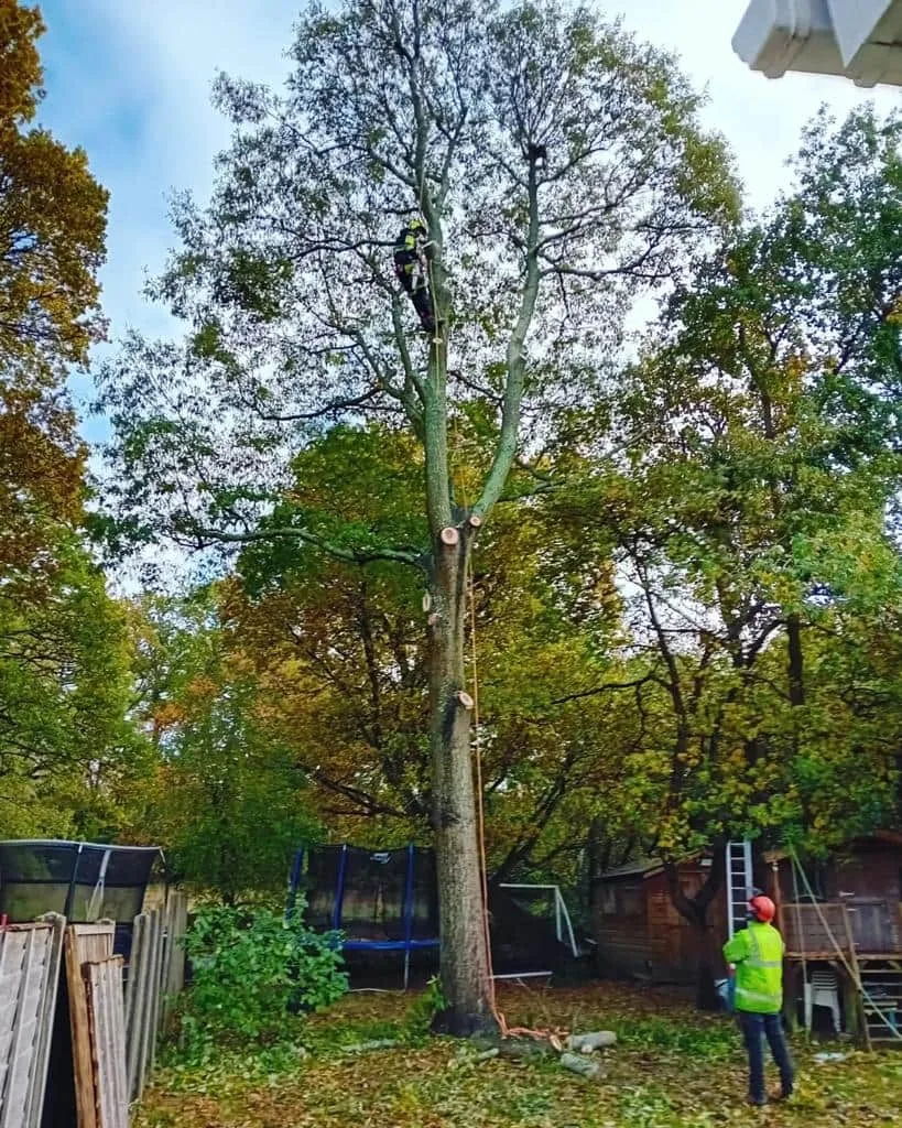This is a photo of a tree being pruned, there is a man up the tree cutting a section of it down while another man is standing in the garden of the property where the tree is located overseeing the work. Works carried out by Bishop's Stortford Tree Surgeons