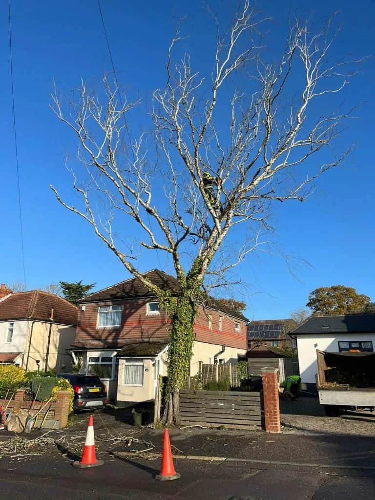 This is a photo of a tree on the pavement that is having limbs removed which are near to power lines. Works undertaken by Bishop's Stortford Tree Surgeons