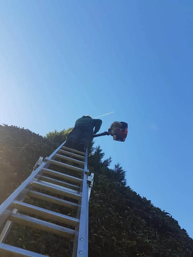 This is a photo of an operative from Bishop's Stortford Tree Surgeons up a ladder rested on a hedge with a petrol strimmer.